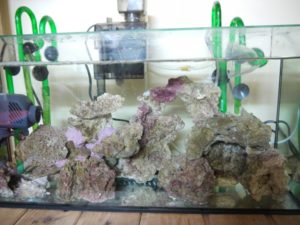新潟　アオリイカのポイント　石灰藻　水質