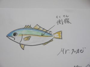 イラストで解説 イラストだからグロくない 魚の血抜きのやり方 血抜きの理由 Mr クロオビのハンター日誌