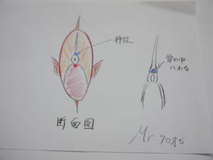 図解 魚の神経締めのやり方 鮮度を保っておいしく食べる Mr クロオビのハンター日誌